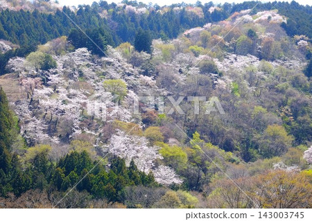 [Kanagawa Prefecture] Mountain cherry blossoms are in full bloom. 143003745