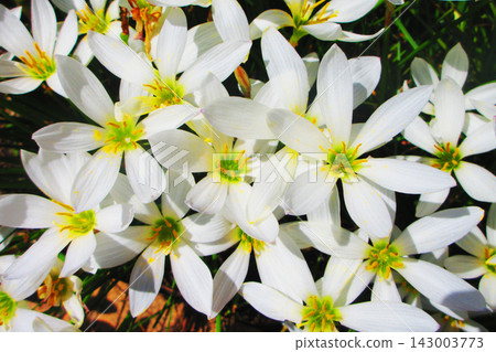 A scene of Zephyranthes candida (rain lilies) in full bloom. A scene of Zephyranthes candida (rain lilies) in full bloom. 143003773