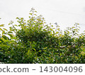 Sprout 143004096