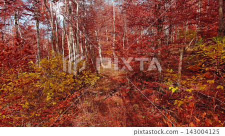 Landscape of autumn beech forest with red foliage 143004125