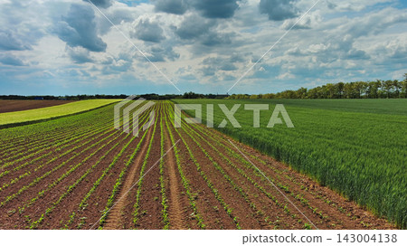 Green agricultural fields with young crop rows Green agricultural fields with young crop rows 143004138