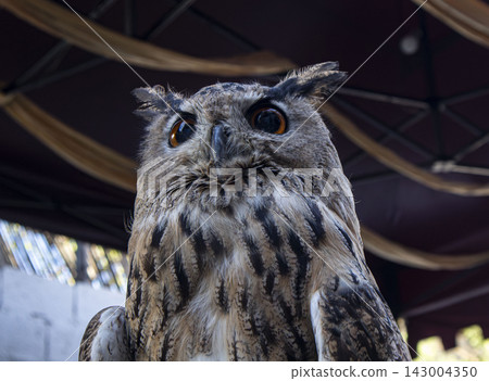 Close up portrait of a Eurasian eagle owl looking up against dark shaded awning background Close up portrait of a Eurasian eagle owl looking up against dark shaded awning background 143004350