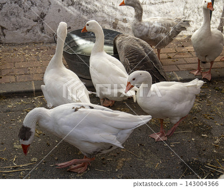 Group of white domestic geese walking and foraging in a poultry yard during daylight hours Group of white domestic geese walking and foraging in a poultry yard during daylight hours 143004366
