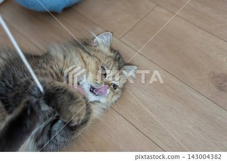 A cute Persian cat playing with a toy. A cute Persian cat playing with a toy. 143004382