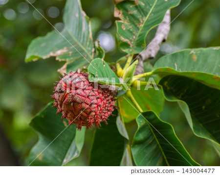 Red-colored magnolia fruit 143004477