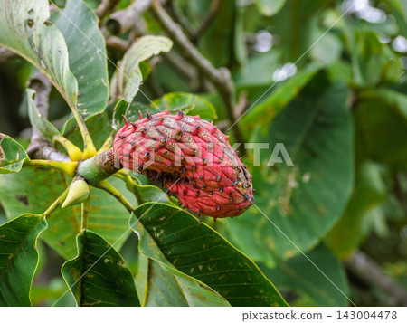 Red-colored magnolia fruit Red-colored magnolia fruit 143004478