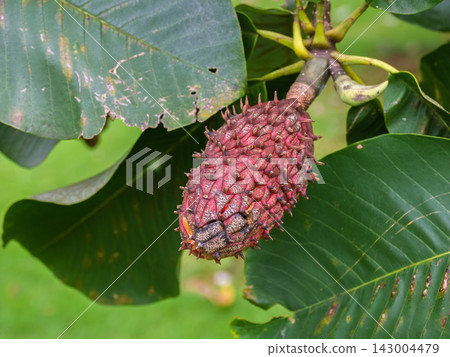 Red-colored magnolia fruit Red-colored magnolia fruit 143004479