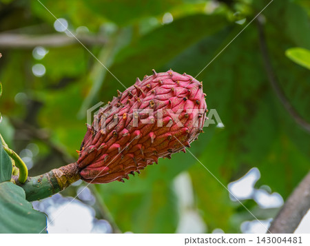 Red-colored magnolia fruit Red-colored magnolia fruit 143004481