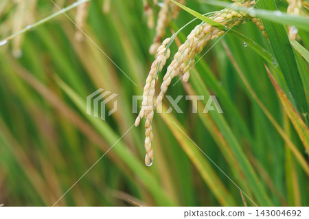 Rice ears wet with rain 143004692