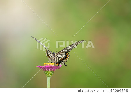 堅持花的Swallowtail蝴蝶 堅持花的Swallowtail蝴蝶 143004798