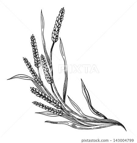 Vector composition of curved wheat stalks. An illustration designed for bakeries, grain processing plants, bread shops, health food products, and printing on souvenirs. Vector composition of curved wheat stalks. An illustration designed for bakeries, grain processing plants, bread shops, health food products, and printing on souvenirs. 143004799