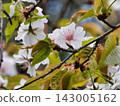 櫻花彼此凝視 143005162