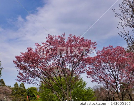 淡粉紅色的櫻花向天空伸展 淡粉紅色的櫻花向天空伸展 143005165