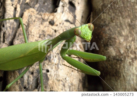 Mantis face Mantis face 143005273