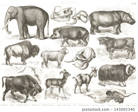 Antique illustrations: European encyclopedia, zoology Antique illustrations: European encyclopedia, zoology 143005340