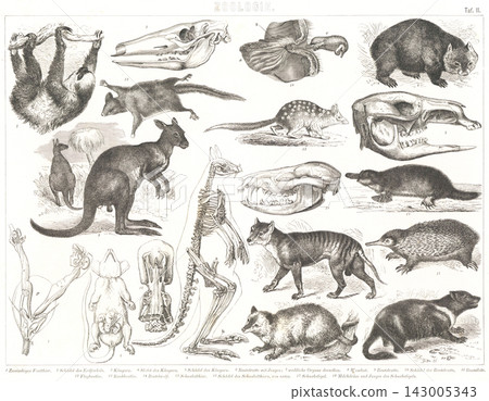 Antique illustrations: European encyclopedia, zoology 143005343