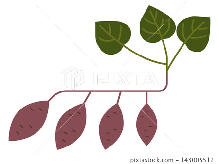 Harvest of sweet potatoes Harvest of sweet potatoes 143005512