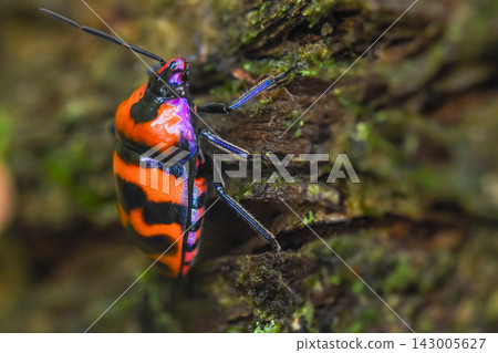 Okinawa bug Okinawa bug 143005627