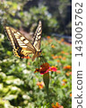 Swallowtail butterfly sucking flower nectar 143005762