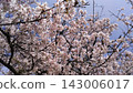 Cherry blossoms in full bloom shining in the blue sky 143006017