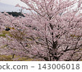 Cherry blossom 143006018