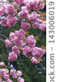 It blooms with pink flowers. 143006019