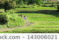 Children walking along the rice paddy paths 143006021