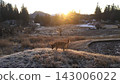A dog illuminated by the sunset 143006022