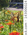 Swallowtail butterfly sucking flower nectar 143006024