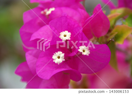 Close-up of bougainvillea and small white flowers Close-up of bougainvillea and small white flowers 143006153