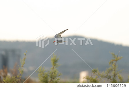 Tern flying over wetland with fish Tern flying over wetland with fish 143006329