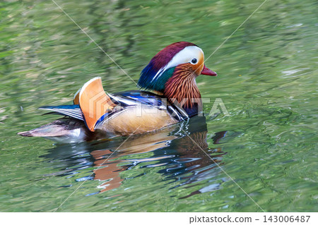 The mandarin duck, Aix galericulata at a lake in Munich, Germany The mandarin duck, Aix galericulata at a lake in Munich, Germany 143006487