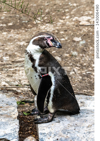 Humboldt Penguin, Spheniscus humboldti in a park Humboldt Penguin, Spheniscus humboldti in a park 143006490