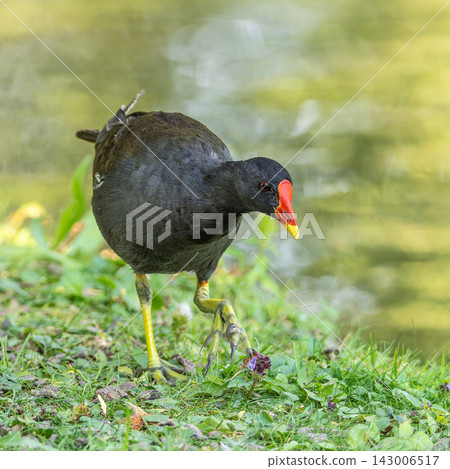 Common moorhen Gallinula chloropus also known as the waterhen or swamp chicken Common moorhen Gallinula chloropus also known as the waterhen or swamp chicken 143006517