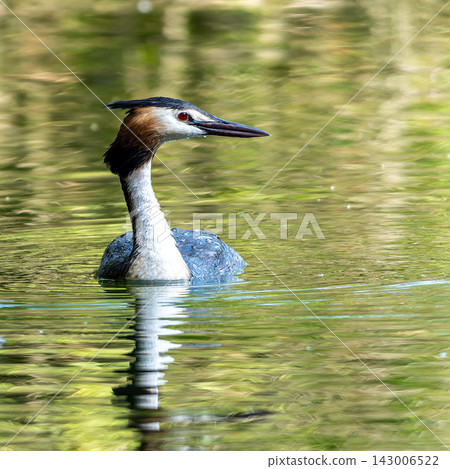 Great Crested Grebe, Podiceps cristatus with beautiful orange colors, a water bird with red eyes. Great Crested Grebe, Podiceps cristatus with beautiful orange colors, a water bird with red eyes. 143006522