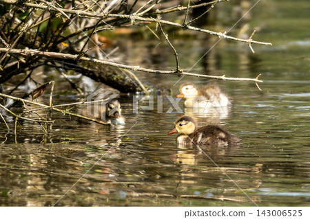 Wild duck or mallard, Anas platyrhynchos family with young goslings at a lake in Munich, Germany Wild duck or mallard, Anas platyrhynchos family with young goslings at a lake in Munich, Germany 143006525