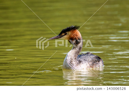 Great Crested Grebe, Podiceps cristatus with beautiful orange colors, a water bird with red eyes. Great Crested Grebe, Podiceps cristatus with beautiful orange colors, a water bird with red eyes. 143006526