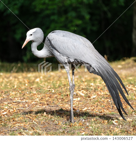 The Blue Crane, Grus paradisea, is an endangered bird The Blue Crane, Grus paradisea, is an endangered bird 143006527