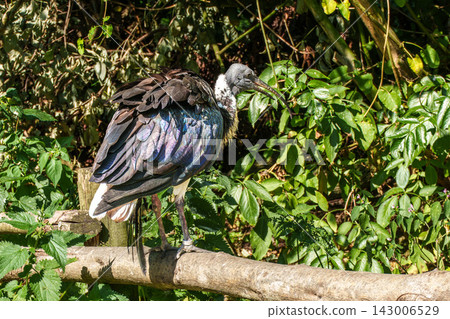 The Straw-necked Ibis, Threskiornis spinicollis is a bird of the ibis family The Straw-necked Ibis, Threskiornis spinicollis is a bird of the ibis family 143006529