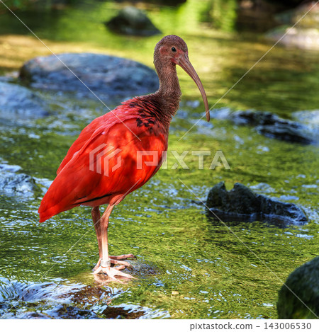 The Scarlet ibis, Eudocimus ruber is a species of ibis in the bird family Threskiornithidae. The Scarlet ibis, Eudocimus ruber is a species of ibis in the bird family Threskiornithidae. 143006530