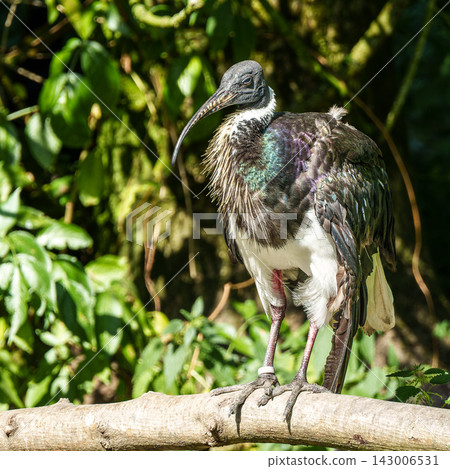 The Straw-necked Ibis, Threskiornis spinicollis is a bird of the ibis family The Straw-necked Ibis, Threskiornis spinicollis is a bird of the ibis family 143006531
