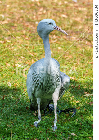 The Blue Crane, Grus paradisea, is an endangered bird The Blue Crane, Grus paradisea, is an endangered bird 143006534