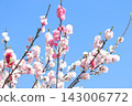 碧空如洗，桃花競相綻放 143006772
