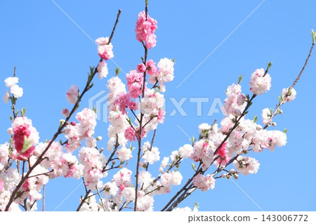 碧空如洗,桃花競相綻放 碧空如洗,桃花競相綻放 143006772