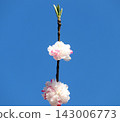 桃花如餃子般盛開 143006773