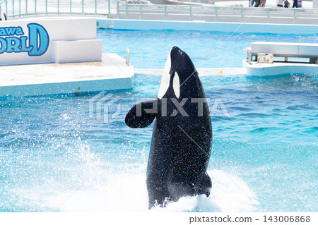 鴨川海洋世界逆戟鯨表演 鴨川海洋世界逆戟鯨表演 143006868