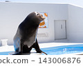 鴨川海洋世界的海獅 143006876