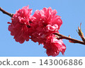 淡粉紅色的桃花在藍天的襯托下格外醒目。 143006886