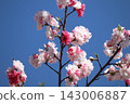 盛開的桃花 143006887