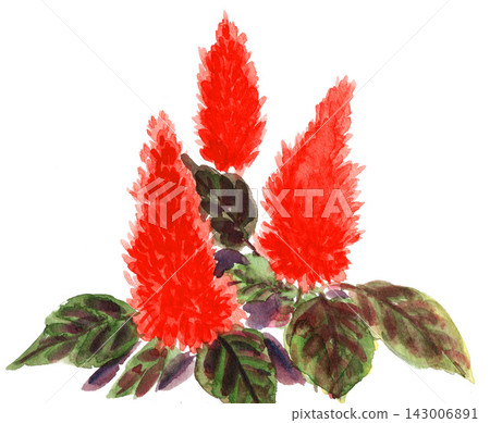 Celosia painted in watercolor (26921 pixels) Celosia painted in watercolor (26921 pixels) 143006891